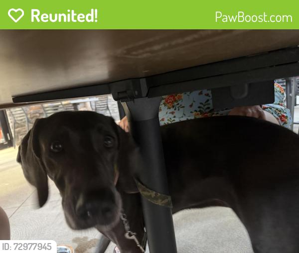 Reunited Female Dog last seen Near the golf course, Wheatley, ON N0P 2P0