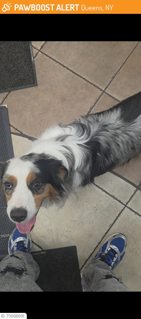 Found/Stray Male Dog last seen Astoria Blvd 85st, Queens, NY 11102