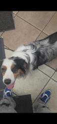 Found/Stray Male Dog last seen Astoria Blvd 85st, Queens, NY 11102