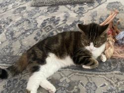 Lost Female Cat last seen Weston ave, Nottingham way, rt 33,, Hamilton Township, NJ 08619