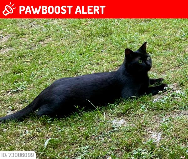 Lost Female Cat last seen Heath Drive and Ferncroft Avenue (gardens back onto Kidderpore also), Greater London, England NW3 7SN