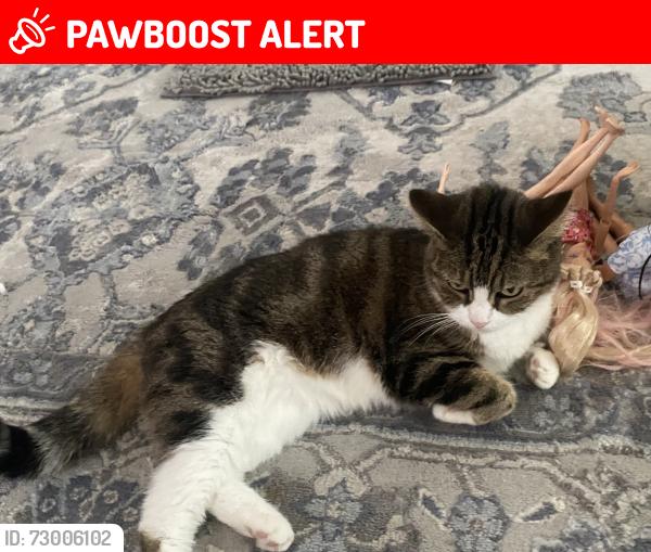 Lost Female Cat last seen Weston ave, Nottingham way, rt 33,, Hamilton Township, NJ 08619