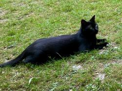 Lost Female Cat last seen Heath Drive and Ferncroft Avenue (gardens back onto Kidderpore also), Greater London, England NW3 7SN