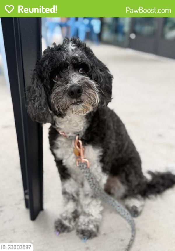 Reunited Female Dog last seen West Cavalcade Road and Norhill Blvd, Houston, TX 77009