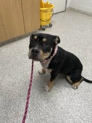 Shelter Stray Female Dog last seen Near N Hilton St Balt., MD 21229, 21229, MD, 301 Stockholm St, Baltimore, MD 21230, USA