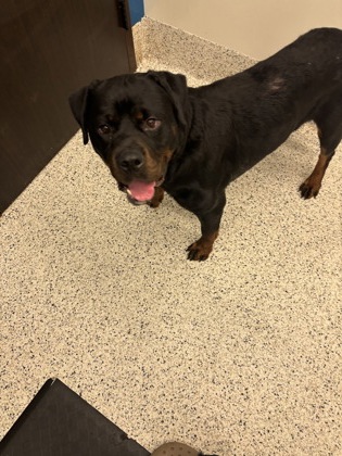 Shelter Stray Male Dog last seen Northside Dr NW & I-75 N, Atlanta, GA, 1251 Fulton Industrial Blvd NW, Atlanta, GA 30336, USA