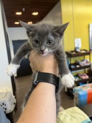 Shelter Stray Unknown Cat last seen Near Echo St NW, Atlanta, GA, 1251 Fulton Industrial Blvd NW, Atlanta, GA 30336, USA