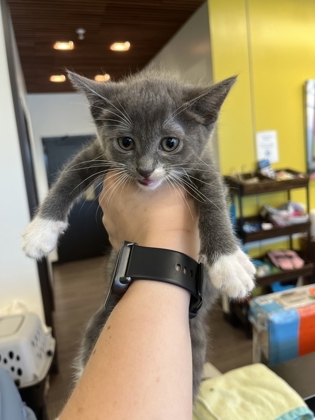 Shelter Stray Unknown Cat last seen Near Echo St NW, Atlanta, GA, 1251 Fulton Industrial Blvd NW, Atlanta, GA 30336, USA
