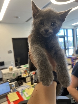 Shelter Stray Unknown Cat last seen Near Echo St NW, Atlanta, GA, 1251 Fulton Industrial Blvd NW, Atlanta, GA 30336, USA