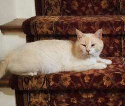 Lost Male Cat last seen Hazleton Animal hosp, Hazle Township, PA 18202