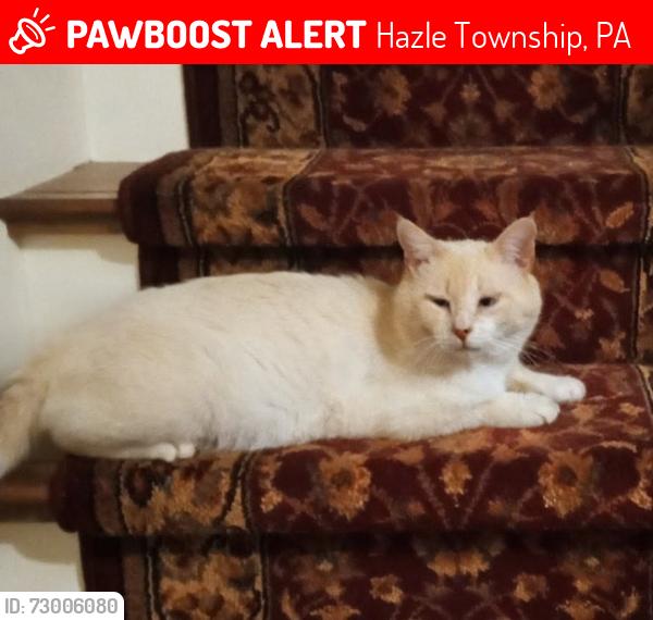 Lost Male Cat last seen Hazleton Animal hosp, Hazle Township, PA 18202