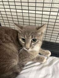Shelter Stray Female Cat last seen Near Dana Ln, Knox County GP, TN, 3201 Division St, Knoxville, TN 37919, USA