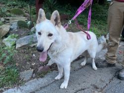Shelter Stray Female Dog last seen Near Huxley rd Stone Mountain, 30088, 30088, GA, 3280 Chamblee Dunwoody Rd, Chamblee, GA 30341, USA