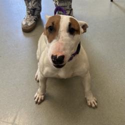 Shelter Stray Female Dog last seen W 103 rd st and Lamar ave, Overland Park, KS, 5424 Antioch Dr, Merriam, KS 66202, USA