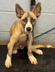 Shelter Stray Male Dog last seen Near Oakvale Rd, Decatur, GA 30034, 30034, GA, 3280 Chamblee Dunwoody Rd, Chamblee, GA 30341, USA