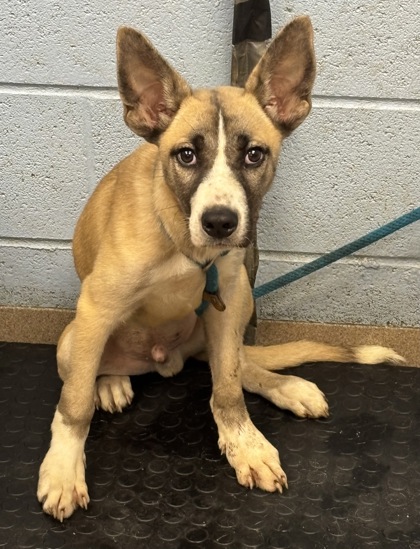 Shelter Stray Male Dog last seen Near Oakvale Rd, Decatur, GA 30034, 30034, GA, 3280 Chamblee Dunwoody Rd, Chamblee, GA 30341, USA