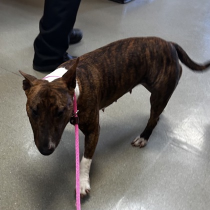 Shelter Stray Female Dog last seen W 103 rd st and Lamar ave, Overland Park, KS, 5424 Antioch Dr, Merriam, KS 66202, USA
