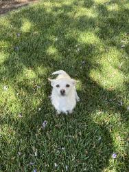 Reunited Female Dog last seen Portola, San Jose, CA 95126