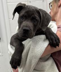 Shelter Stray Female Dog last seen E 27th Ter & Paseo, 64109, 64109, MO, 7077 Elmwood Ave, Kansas City, MO 64132, USA