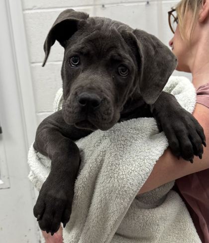 Shelter Stray Female Dog last seen E 27th Ter & Paseo, 64109, 64109, MO, 7077 Elmwood Ave, Kansas City, MO 64132, USA