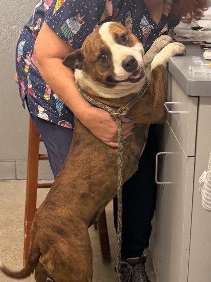 Shelter Stray Female Dog last seen Near Fairport, 5th District, OH, 9203 Detroit Ave, Cleveland, OH 44102, USA