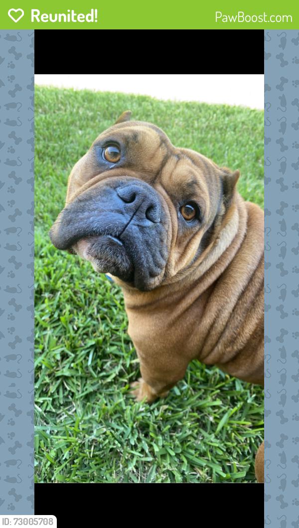 Reunited Female Dog last seen San Jacinto and johnston, Hemet, CA 92544