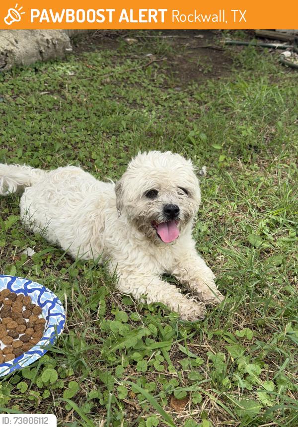 Found/Stray Female Dog last seen Costco , Rockwall, TX 75032