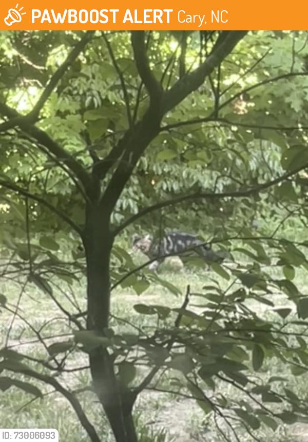 Found/Stray Unknown Cat last seen Near dumpster, Cary, NC 27519