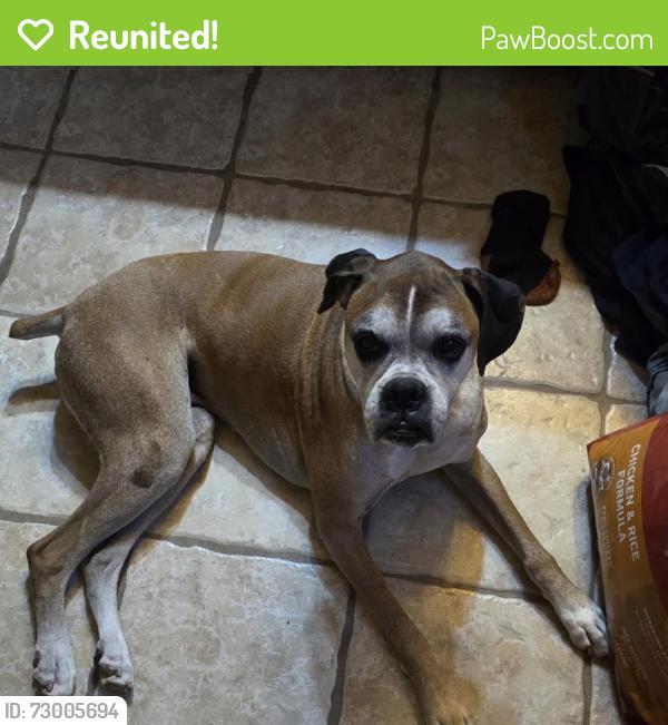 Reunited Male Dog last seen San Jacinto and johnston, Hemet, CA 92544