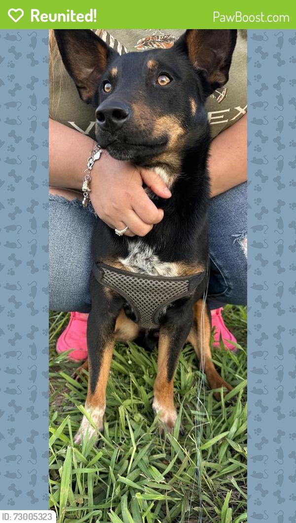 Reunited Male Dog last seen Heard st, Cleburne, TX 76033