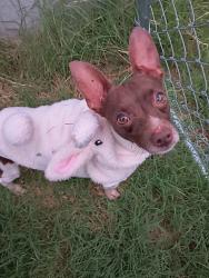Reunited Male Dog last seen Sus Ct & Allencrest Dr, White Settlement, TX 76108