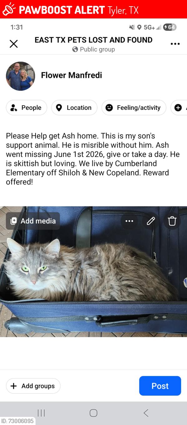 Lost Male Cat last seen Shiloh & New Copeland in Tyler, Tyler, TX 75703