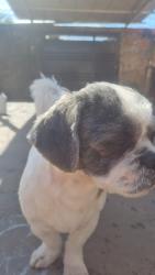 Lost Male Dog last seen Av Dr. Nelson Leite Do Amaral 272, Araraquara, SP 14811-158