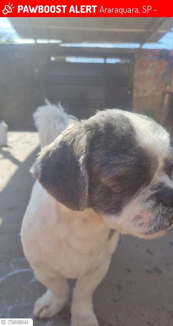 Lost Male Dog last seen Av Dr. Nelson Leite Do Amaral 272, Araraquara, SP 14811-158
