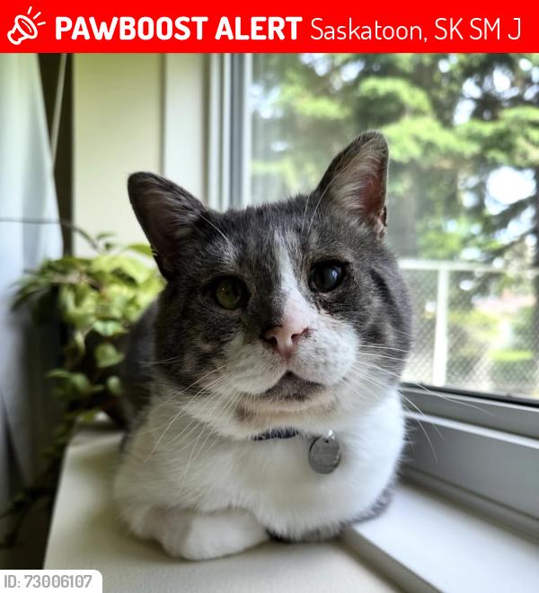 Lost Male Cat last seen Back yard 2001 coy ave Saskatoon, Saskatoon, SK S7M 0J3