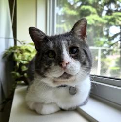 Lost Male Cat last seen Back yard 2001 coy ave Saskatoon, Saskatoon, SK S7M 0J3