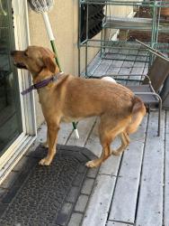 Found/Stray Female Dog last seen Near 88th Ave Sw Lakewood, Lakewood, WA 98498