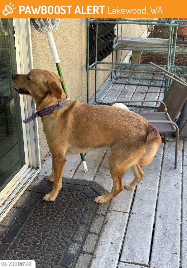 Found/Stray Female Dog last seen Near 88th Ave Sw Lakewood, Lakewood, WA 98498