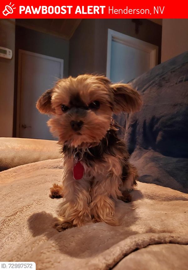 Lost Female Dog last seen Chandler st .by sunset, Henderson, NV 89014