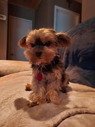 Lost Female Dog last seen Chandler st .by sunset, Henderson, NV 89014