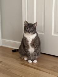 Reunited Male Cat last seen Post Rd, Darien, CT 06820