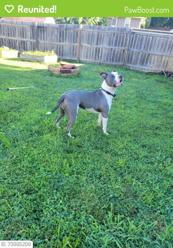 Reunited Female Dog last seen Maple and 60th, Omaha, NE 68104