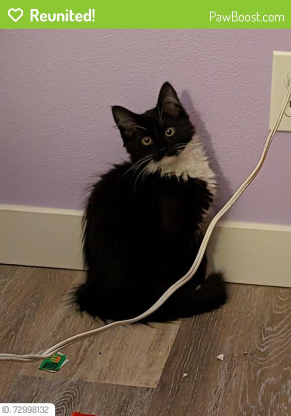 Reunited Male Cat last seen On Amity and South Cole Road near the C , Boise, ID 83709