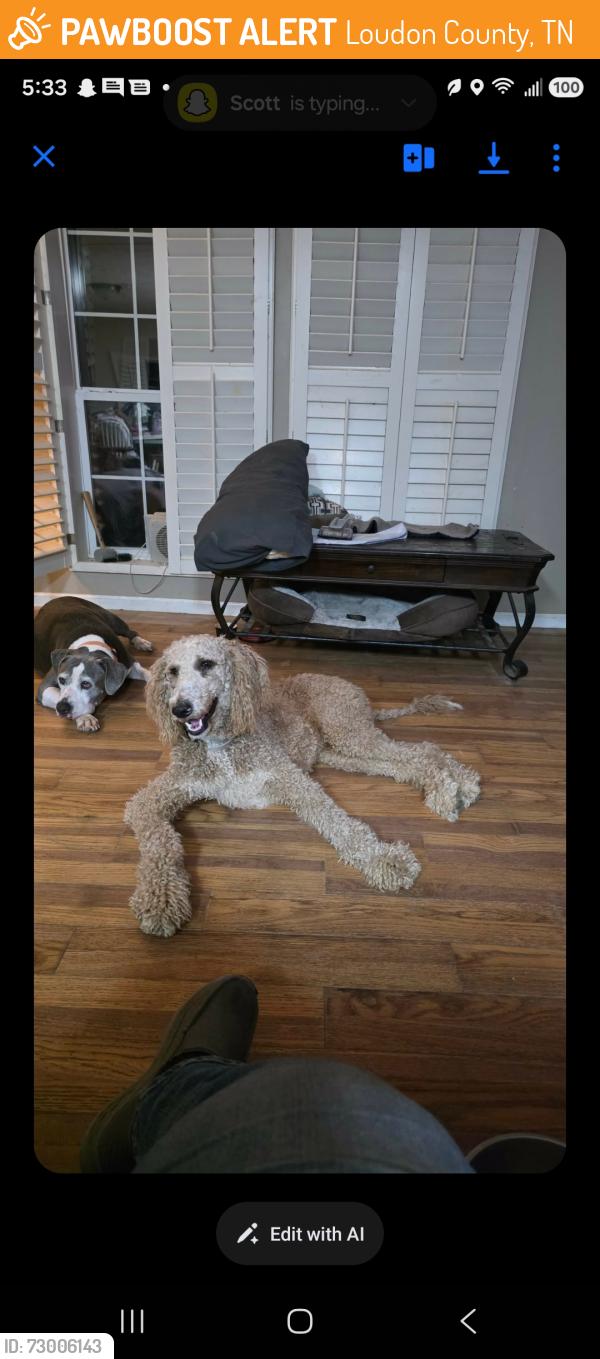 Found/Stray Male Dog last seen Loudon Ridge and Harrison , Loudon County, TN 37771