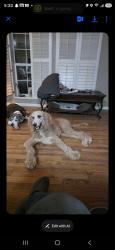 Found/Stray Male Dog last seen Loudon Ridge and Harrison , Loudon County, TN 37771