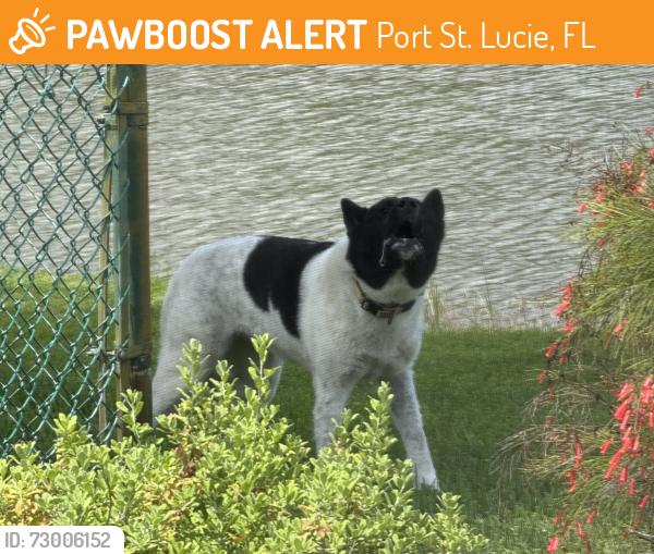 Found/Stray Unknown Dog last seen Between Tulip and Parr, Port St. Lucie, FL 34953