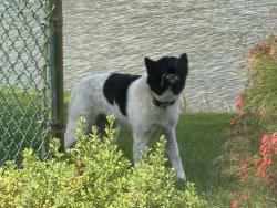 Found/Stray Unknown Dog last seen Between Tulip and Parr, Port St. Lucie, FL 34953