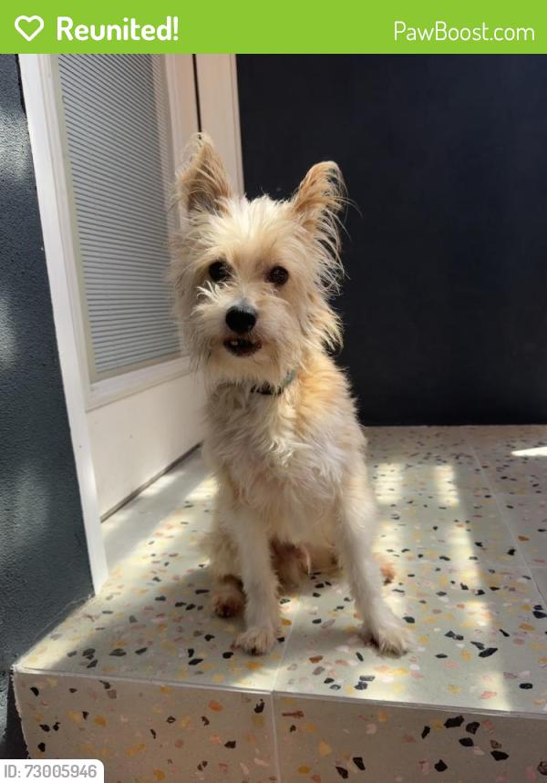 Reunited Male Dog last seen Near Olympiad Dr, View Park, CA 90043, USA, View Park-Windsor Hills, CA 90043