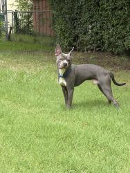 Found/Stray Male Dog last seen Live Oak St, Denton, TX 76207
