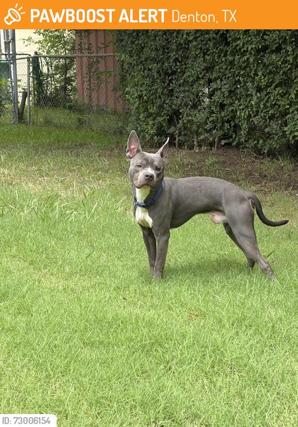 Found/Stray Male Dog last seen Live Oak St, Denton, TX 76207